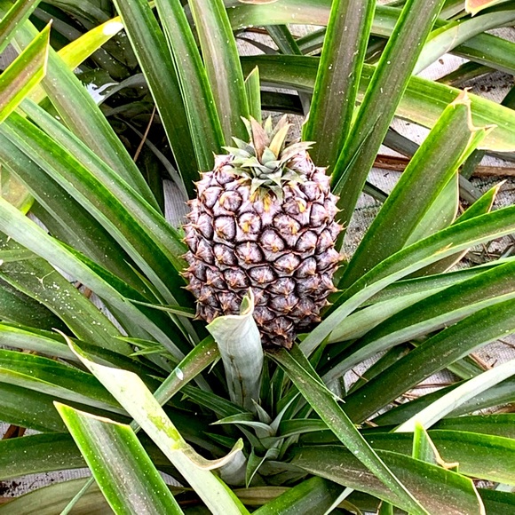 Meet your Posher, Lauren - Picture 1 of 3